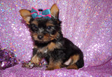 SOLD TO RENATA!! Cinnamon Yorkshire Terrier Yorkie Black And Gold Female Born 11-21-2022 READY NOW! Click This Line for more