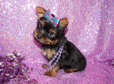 SOLD TO RENATA!! Cinnamon Yorkshire Terrier Yorkie Black And Gold Female Born 11-21-2022 READY NOW! Click This Line for more
