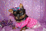SOLD TO RENATA!! Cinnamon Yorkshire Terrier Yorkie Black And Gold Female Born 11-21-2022 READY NOW! Click This Line for more