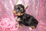 Dixie  Beautiful Yorkshire Terrier Yorkie Female Black And Gold Born 11-21-2022 Click Here For More Info