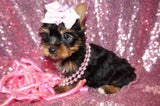 Dixie  Beautiful Yorkshire Terrier Yorkie Female Black And Gold Born 11-21-2022 Click Here For More Info