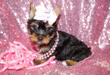 Dixie  Beautiful Yorkshire Terrier Yorkie Female Black And Gold Born 11-21-2022 Click Here For More Info