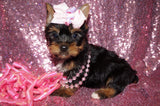 Dixie  Beautiful Yorkshire Terrier Yorkie Female Black And Gold Born 11-21-2022 Click Here For More Info