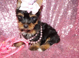 Dixie  Beautiful Yorkshire Terrier Yorkie Female Black And Gold Born 11-21-2022 Click Here For More Info