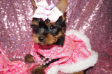 Dixie  Beautiful Yorkshire Terrier Yorkie Female Black And Gold Born 11-21-2022 Click Here For More Info