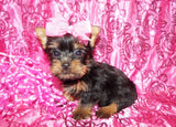 Dixie Yorkshire Terrier Yorkie  Female Black And Gold Born 11-21-2022 Click Here For More Info