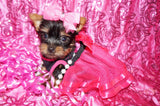 Yorkie Puppies