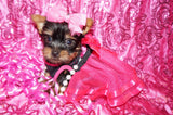 Dixie Yorkshire Terrier Yorkie  Female Black And Gold Born 11-21-2022 Click Here For More Info