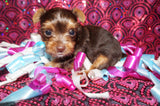 SOLD!! TEACUP Gidget  AKC Registered Yorkshire Terrier Yorkie CHOCOLATE Female Born 12-06-2022 Click Here For More Info