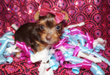 SOLD! Shauntay and Cristina"s new baby girl! Ms. Minnie MICRO TEACUP Yorkie Yorkshire Terrier Female Chocolate Born 12-23-2022 Click Here For More Info