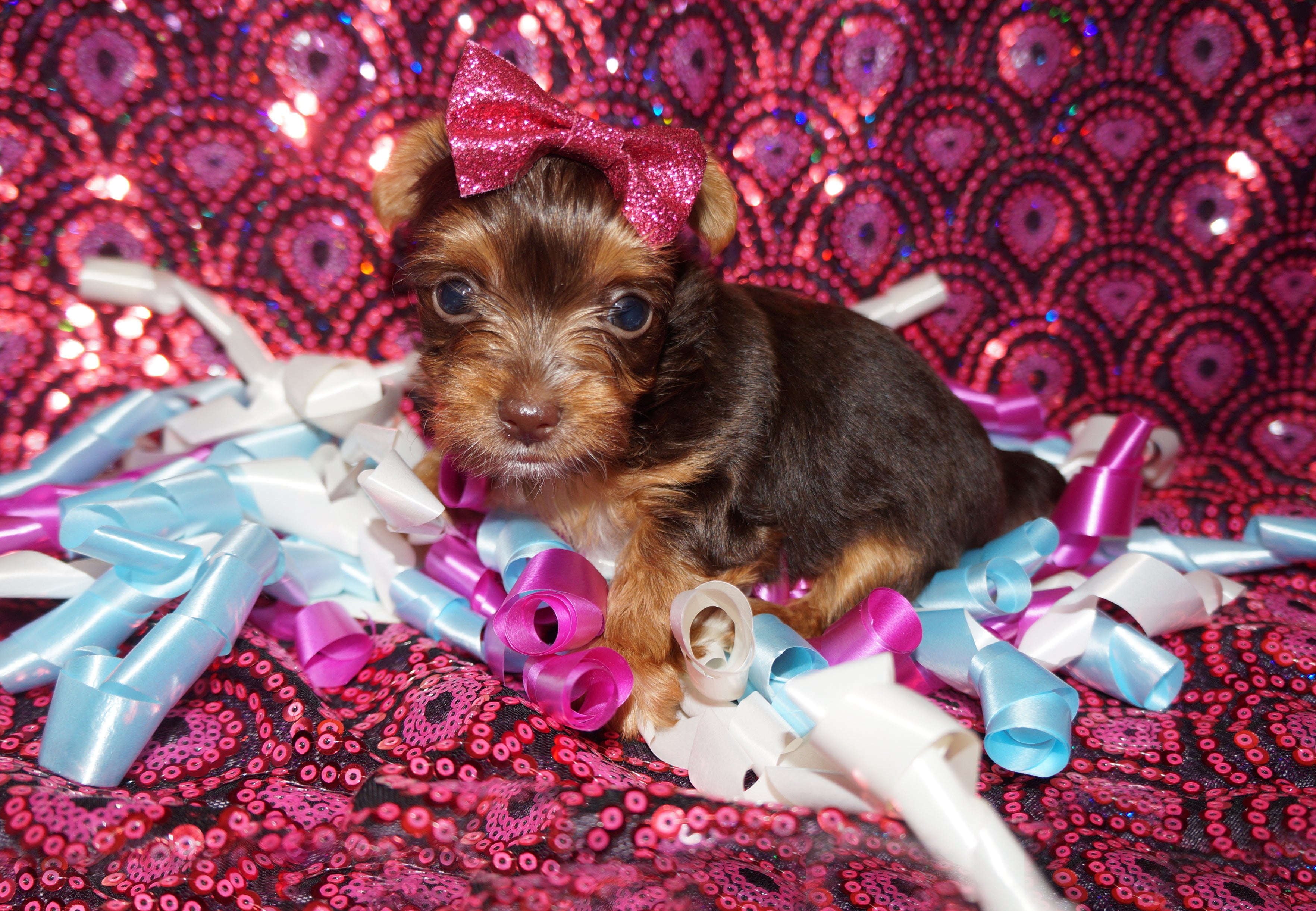 SOLD!! TEACUP Gidget  AKC Registered Yorkshire Terrier Yorkie CHOCOLATE Female Born 12-06-2022 Click Here For More Info