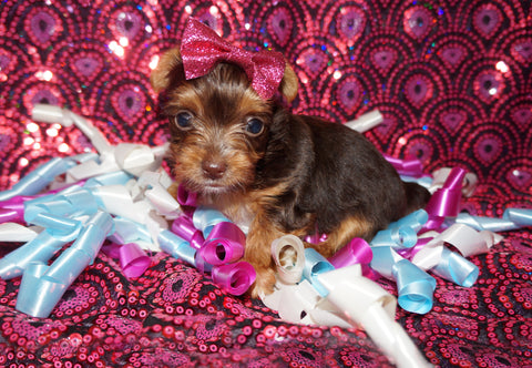 Yorkie Puppies