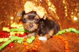 SOLD TO COLETTE! Mouse MICRO TEACUP Yorkie Yorkshire Terrier Male Chocolate Born 12-23-2022 Click Here For More Info