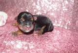 SOLD!! Kiara AKC Registered Yorkshire Terrier Yorkie Black And Gold Female  Born 2-25-2023 Click Here For More Info