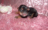 SOLD!! Kiara AKC Registered Yorkshire Terrier Yorkie Black And Gold Female  Born 2-25-2023 Click Here For More Info