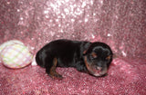 SOLD!! Kiara AKC Registered Yorkshire Terrier Yorkie Black And Gold Female  Born 2-25-2023 Click Here For More Info