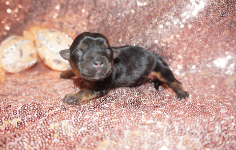 Yorkie Puppies