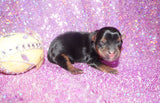 SOLD!! Inika AKC Registered Yorkshire Terrier Yorkie Black And Gold Female Born 2-25-2023 Click Here For More Info