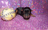 Yorkie Puppies