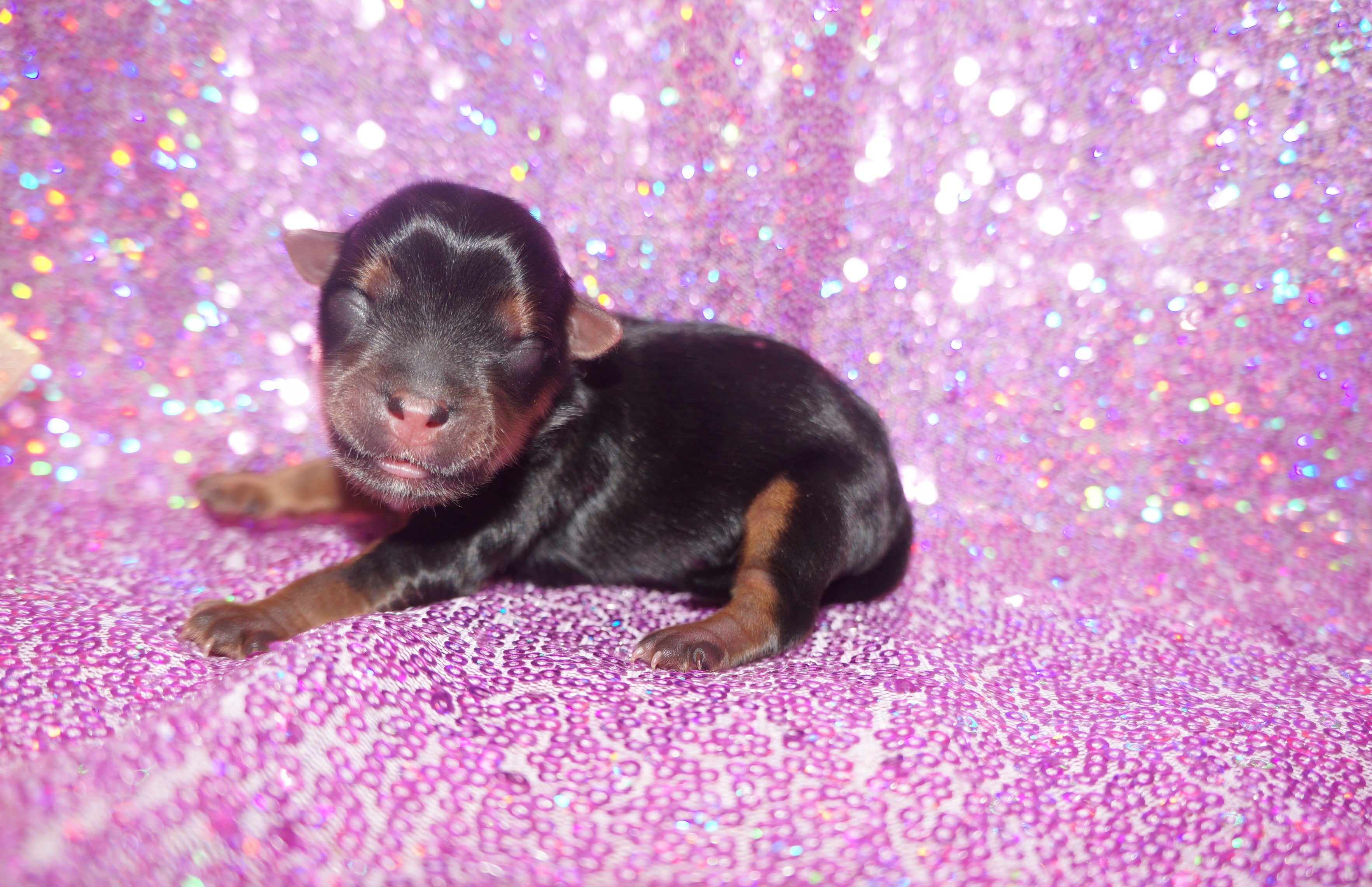 SOLD!! Inika AKC Registered Yorkshire Terrier Yorkie Black And Gold Female Born 2-25-2023 Click Here For More Info