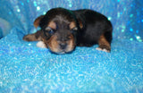 SOLD!! Bing AKC Registered Yorkshire Terrier Yorkie Male Black And Gold Born 3-18-2023 Click Here For More Info