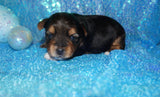 SOLD!! Bing AKC Registered Yorkshire Terrier Yorkie Male Black And Gold Born 3-18-2023 Click Here For More Info