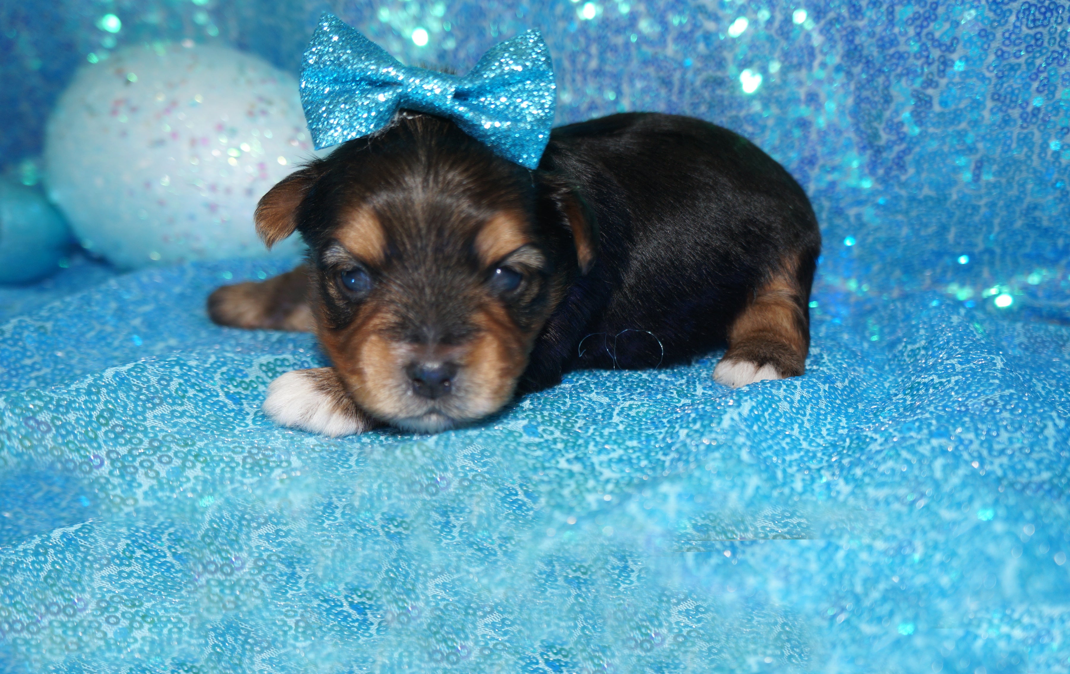 SOLD!! Bing AKC Registered Yorkshire Terrier Yorkie Male Black And Gold Born 3-18-2023 Click Here For More Info