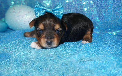 Yorkie Puppies