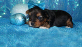 SOLD!! Bing AKC Registered Yorkshire Terrier Yorkie Male Black And Gold Born 3-18-2023 Click Here For More Info