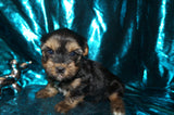 SOLD! Jay AKC Registered Yorkshire Terrier Yorkie Black And Gold Male Born 2-25-2023 Click Here For More Info