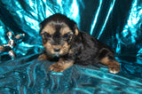 SOLD! Jay AKC Registered Yorkshire Terrier Yorkie Black And Gold Male Born 2-25-2023 Click Here For More Info
