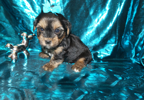 Yorkie Puppies