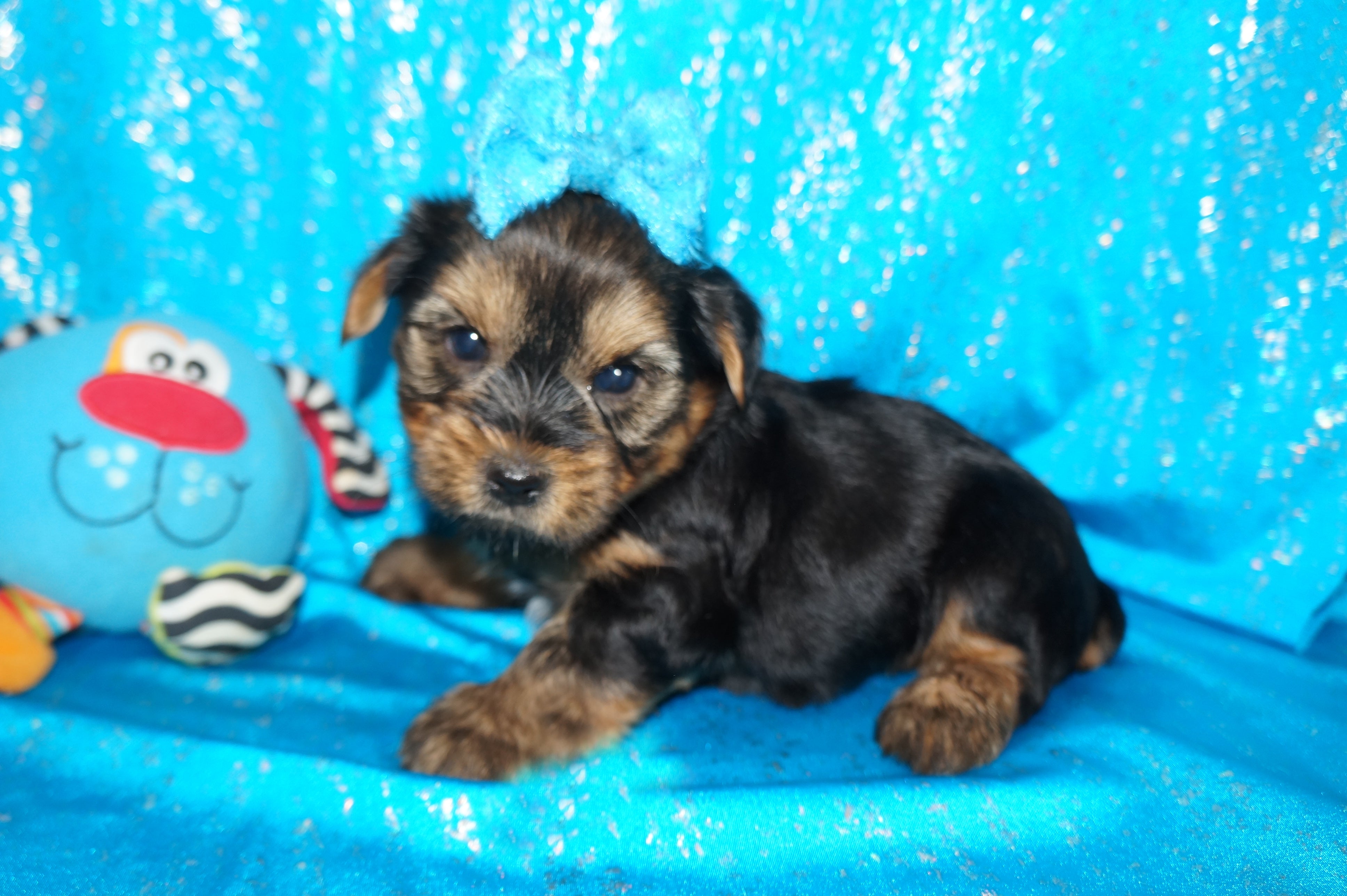 SOLD!! Mic AKC Registered Yorkshire Terrier Yorkie Male Black And Gold Born 2-25-2023 Click Here For More Info