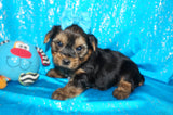 SOLD!! Mic AKC Registered Yorkshire Terrier Yorkie Male Black And Gold Born 2-25-2023 Click Here For More Info