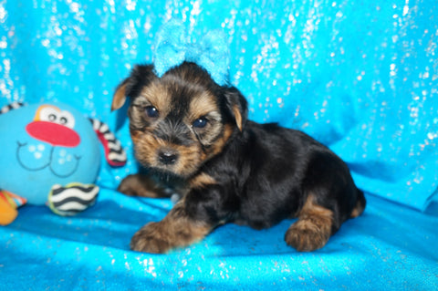 Yorkie Puppies