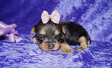 SOLD TO DONNA! Savannah Yorkshire Terrier Yorkie Female Black And Gold Born 8-31-2021 Click Here For More Info