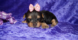 Yorkie Puppies