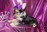 SOLD!! Bindi Yorkshire Terrier Yorkie  Female Black And Gold Born 2-28-2023 Click Here For More Info