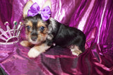 SOLD!! Bindi Yorkshire Terrier Yorkie  Female Black And Gold Born 2-28-2023 Click Here For More Info