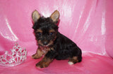 Yorkie Puppies