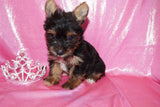 SOLD!! Sunshine Yorkshire Terrier Yorkie  Female Black And Gold Born 2-28-2023 Click Here For More Info
