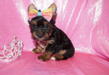 Yorkie Puppies