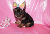 SOLD!! Sunshine Yorkshire Terrier Yorkie  Female Black And Gold Born 2-28-2023 Click Here For More Info