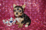 Juniper Yorkshire Terrier Yorkie  Female Black And Gold Born 2-28-2023 Click Here For More Info