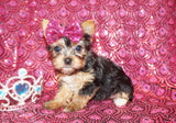 Juniper Yorkshire Terrier Yorkie  Female Black And Gold Born 2-28-2023 Click Here For More Info