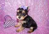 Rosie Yorkshire Terrier Yorkie  Female Black And Gold Born 3-10-23 Click Here For More Info