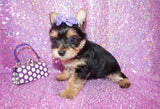 Rosie Yorkshire Terrier Yorkie  Female Black And Gold Born 3-10-23 Click Here For More Info