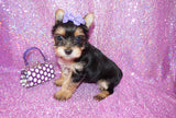 Yorkie Puppies