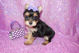 Rosie Yorkshire Terrier Yorkie  Female Black And Gold Born 3-10-23 Click Here For More Info