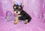 Rosie Yorkshire Terrier Yorkie  Female Black And Gold Born 3-10-23 Click Here For More Info